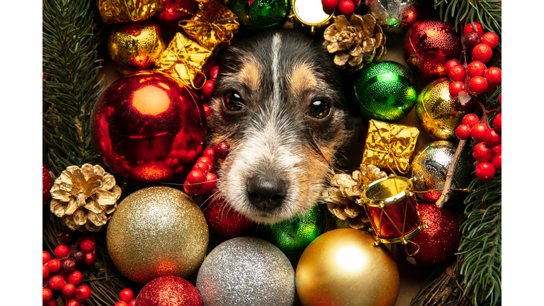 Studio shot of Jack Russell Terrier dog in Christmas decoration greeting 2021 New Year