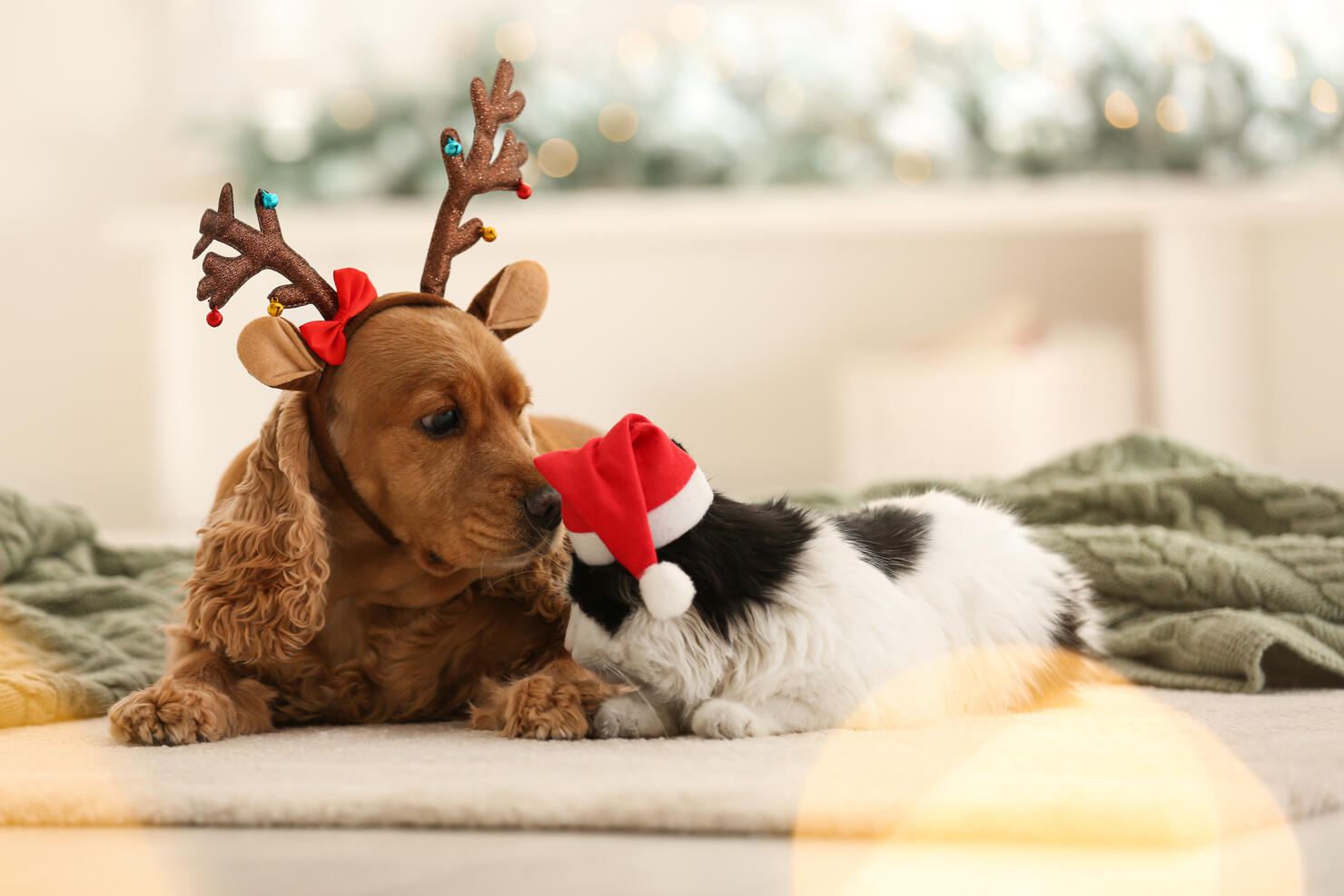 These Christmas Pets Are Ready For Santa iHeartRadio