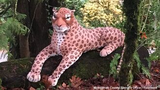 Cheetah Report in Oregon Leads Police to Stuffed Animal
