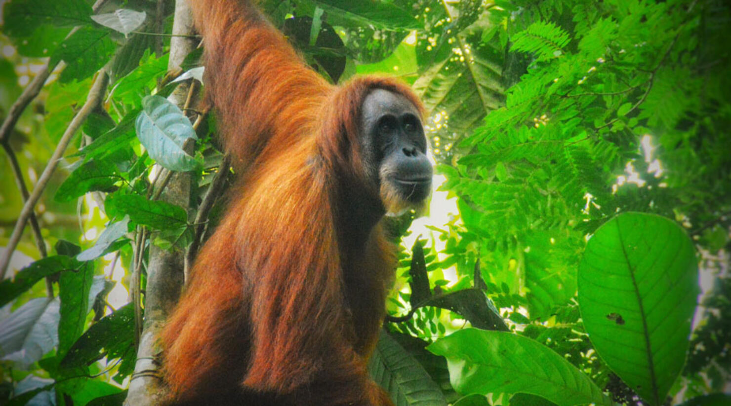 Nias The 'Queen Bee' Of Denver Zoo's Great Apes Exhibit Dies ...