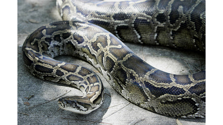 A 12-foot (3.65m) Burmese python that wa