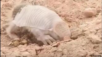 Video: Incredibly Rare Armadillo Species Spotted in Bolivia