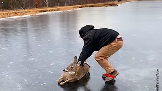 Video: Man Slides Deer To Safety Across Frozen Lake