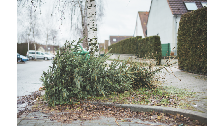 Germany, Brandenburg, christmas tree is disposed