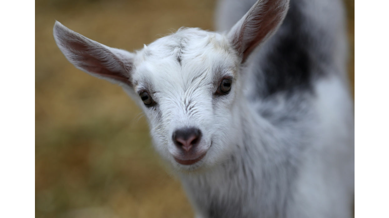 Credit: Getty Images