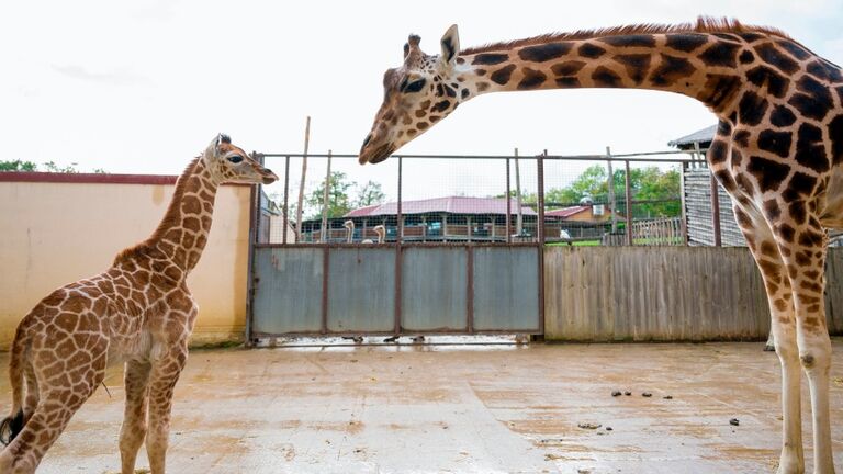 FRANCE-ZOO-ANIMAL-GIRAFFE-BIRTH