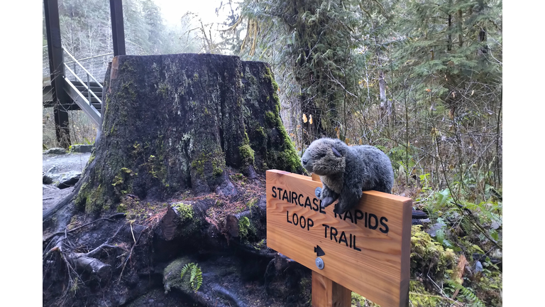 I may or may not have something to do with that tree being just a trunk 