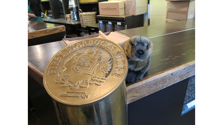Yes, beavers drink coffee