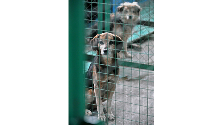 Dogs are seen inside their cages at a ce