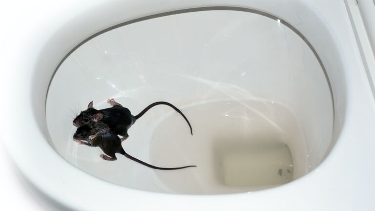 two wet small mice fall in the toilet bowl