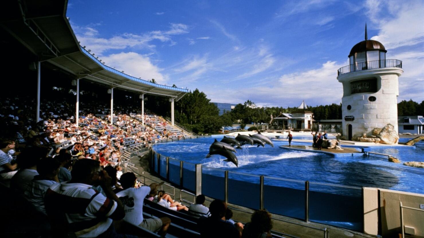 USA, Sea World, performing dolphins