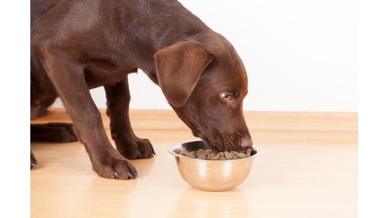 Close-Up Of Dog Eating Food From Bowl