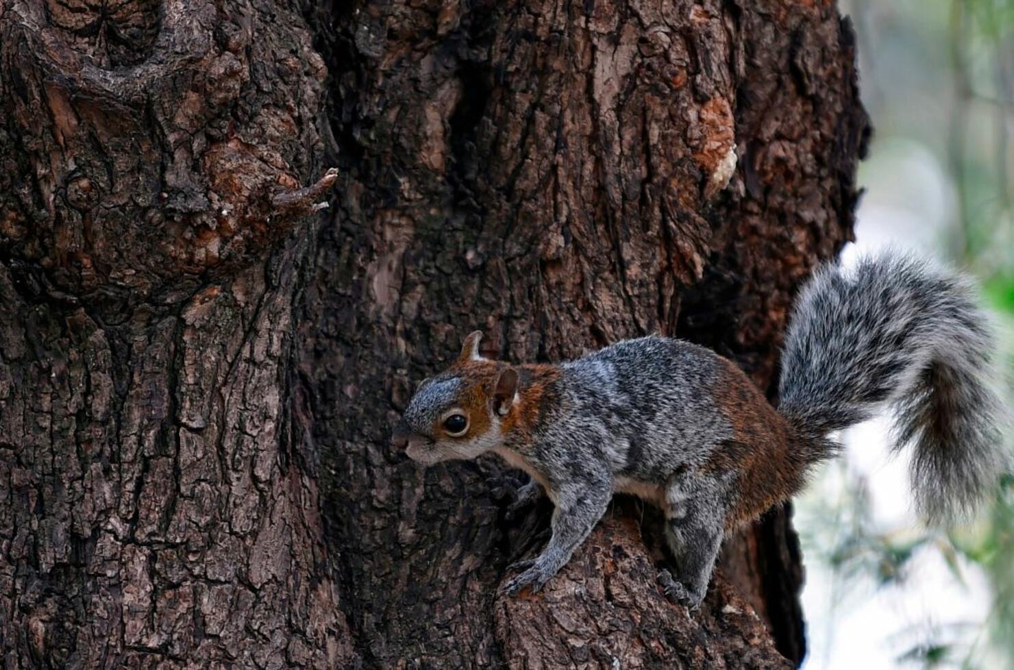 MEXICO-HEALTH-VIRUS-SQUIRREL