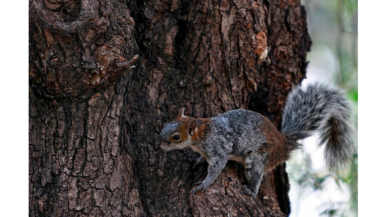 MEXICO-HEALTH-VIRUS-SQUIRREL