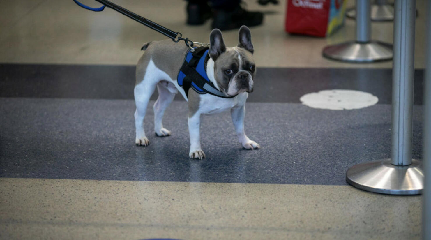 American airlines service dog best sale