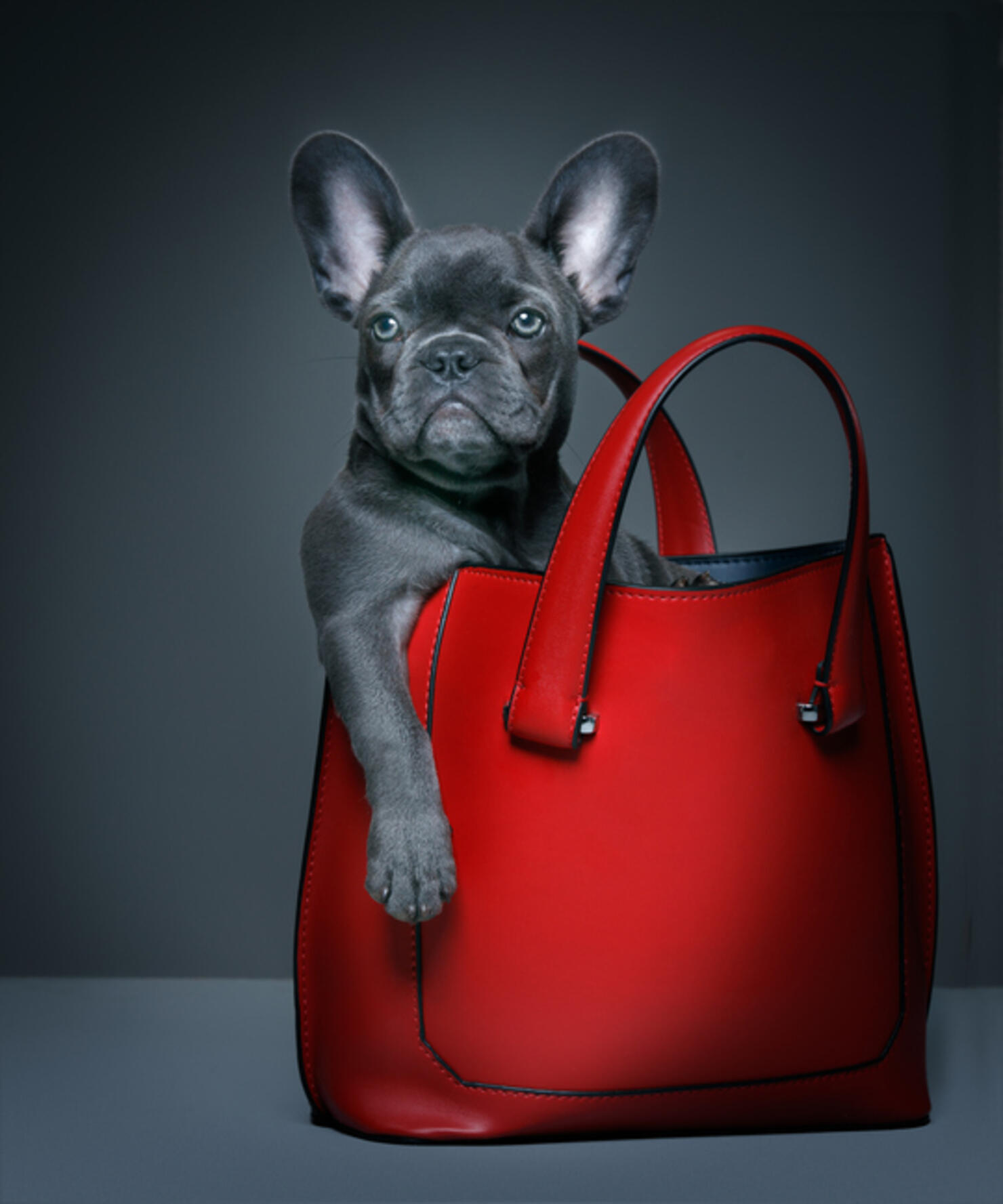 "I don't always sit in Mommy's purse, but when I do I feel special!"