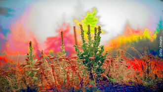 Plant-Based Psychedelics