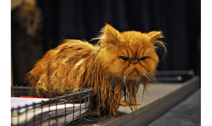 Wet, grumpy Persian cat