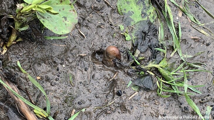Misidentified Potato Sparks Search for 'Human Remains' in England