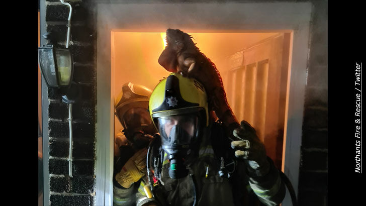 Iguana Jumps on Fireman's Helmet to Escape Burning House