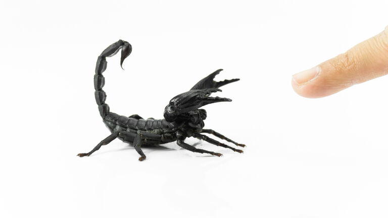 Cropped Finger Touching Scorpion Against White Background