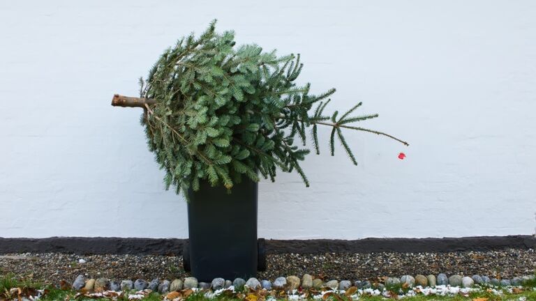 Throwing out christmas tree