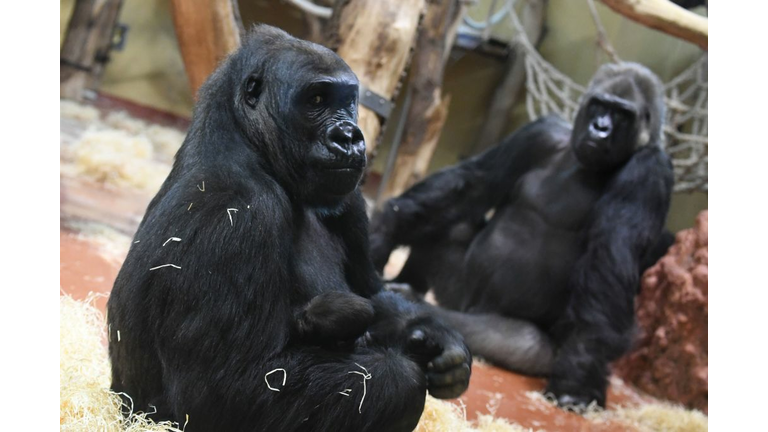 HUNGARY-ZOO-GORILLA