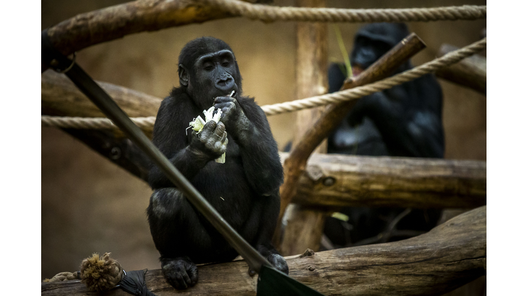 Prague Zoo Live Streams Feeding In Coronavirus Charity Bid