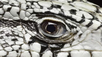 Lizard Man / UFOs & ET Contact