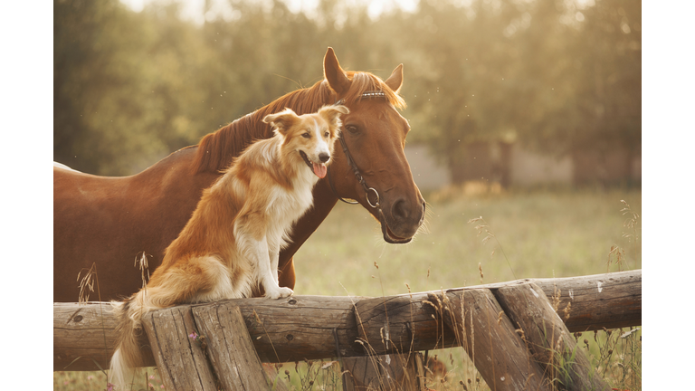 Red border collie dog and horse