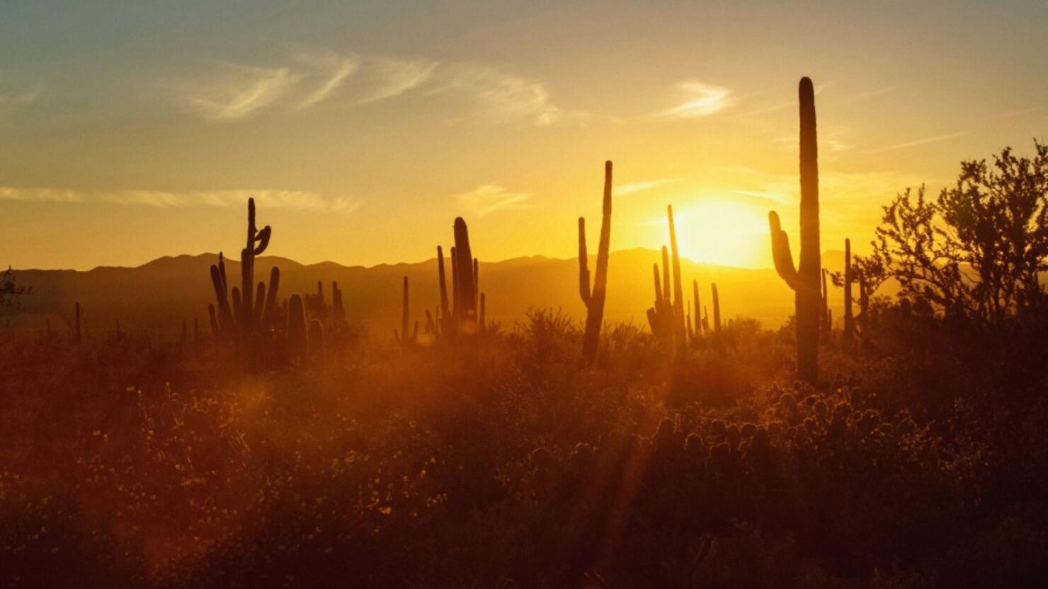 Sun setting behind silhouetted cacti in desert, Sonoran Desert, Tucson, Arizona, USA