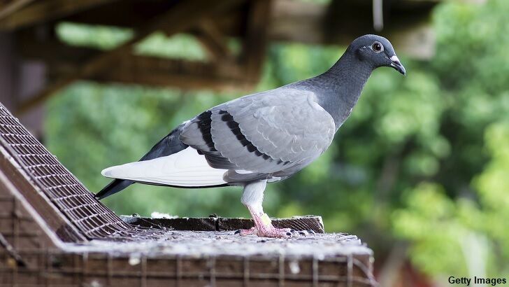Racing Pigeon That Flew From America to Australia to be Euthanized