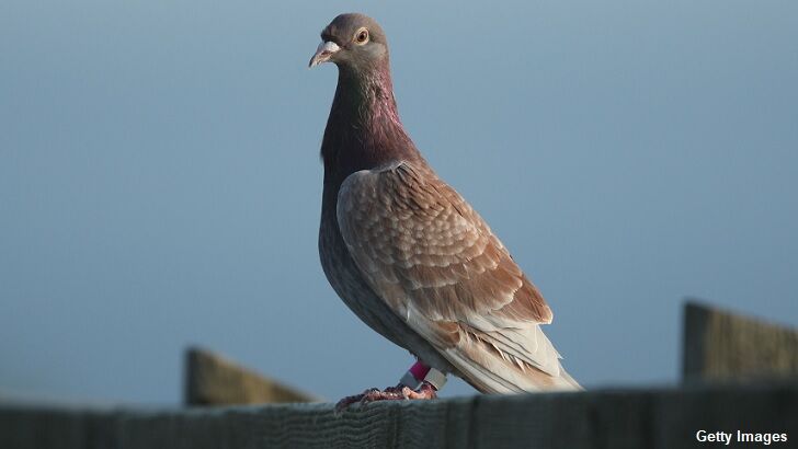 'American' Racing Pigeon's Life Spared After Australian Origins Revealed