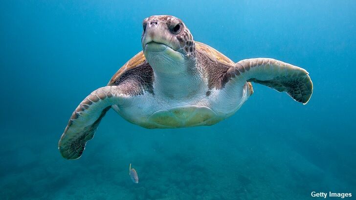 Could the Loch Ness Monster be an Ancient Sea Turtle?