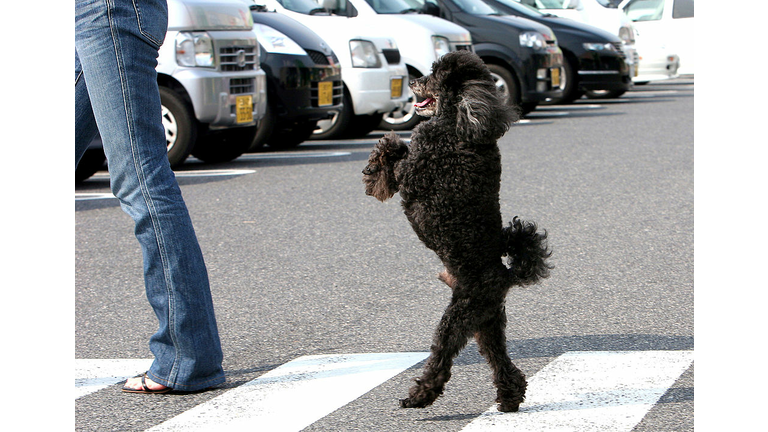 Poodle Walks On Its Hind Legs