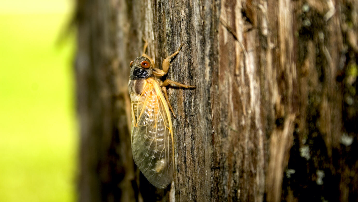Cicadas 2024 Tennessee State Trude Gertrude
