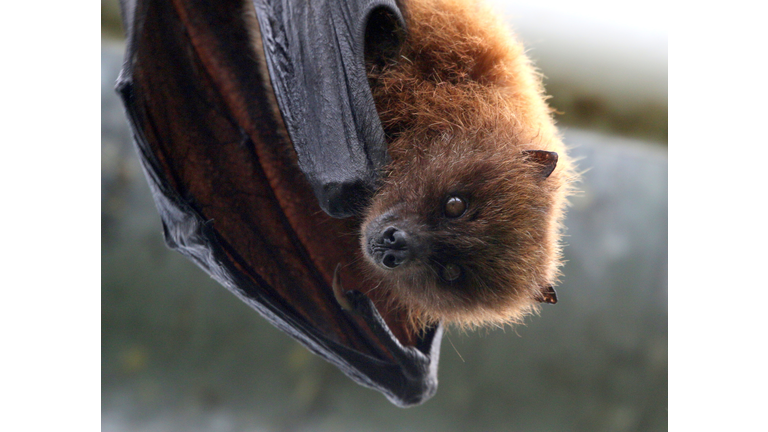New Rare Babies Born at the Oregon Zoo - Rodrigues Flying Foxes! | BIN:  Black Information Network