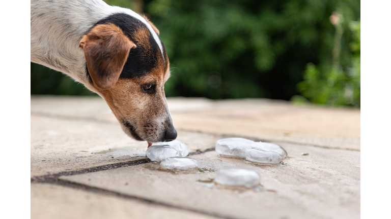 Smooth Jack Russell Terrier 11 years old.