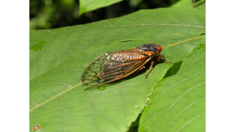 Cicadas Emerge in Eastern USA