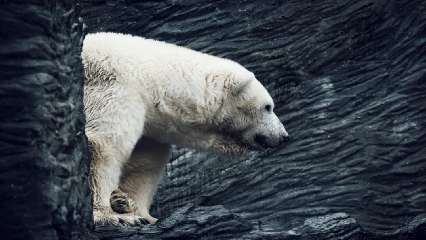 High Angle View Of Polar Bear On A Rock