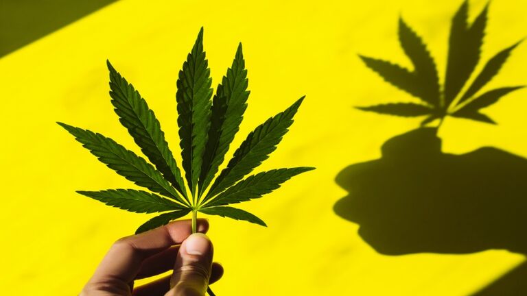 Female fingers hold a beautiful hemp leaf in the sun