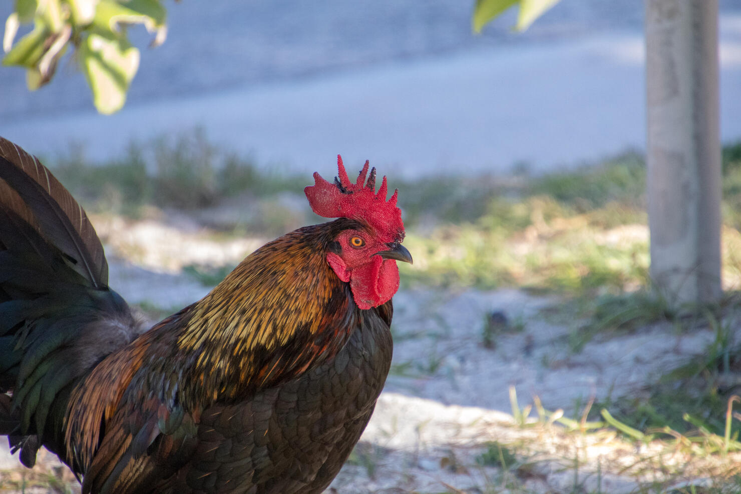 Close-Up Of Rooster