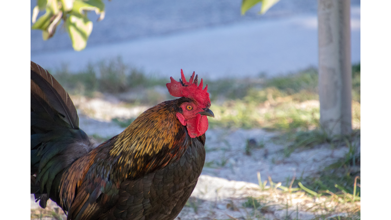 Close-Up Of Rooster
