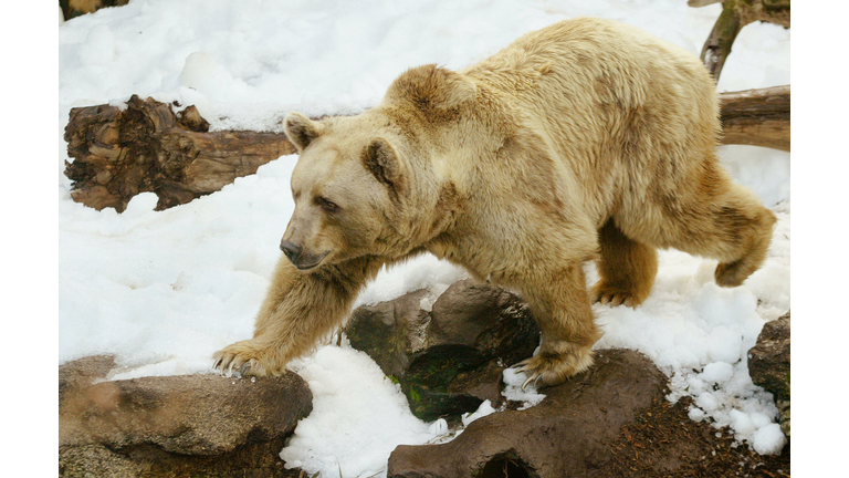 Rowan, a 20-year-old brown bear looks be