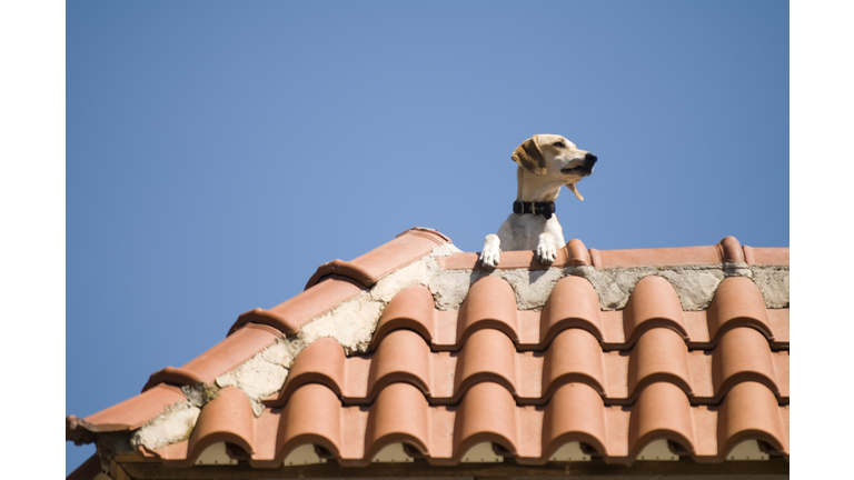 Dog on the roof