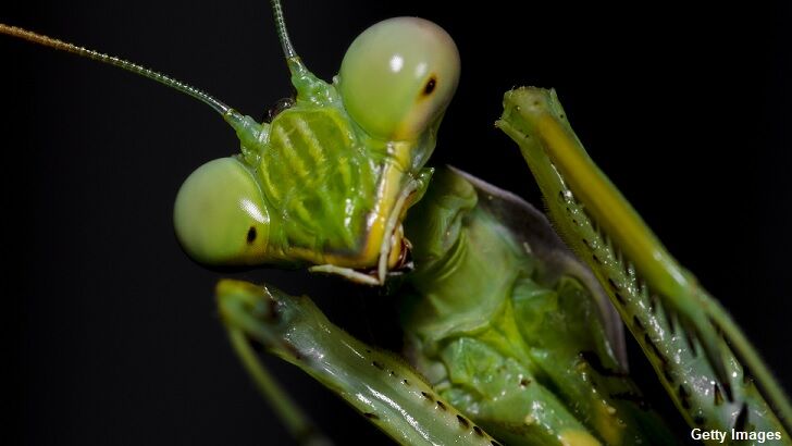 Cyclist in England Claims He Encountered a Telepathic 'Praying Mantis' Alien