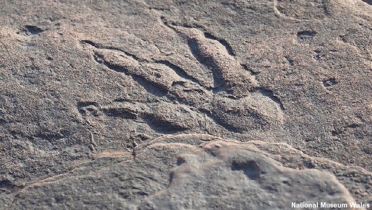 Four-Year-Old Girl in Wales Finds Amazingly Well-Preserved Dinosaur Print 