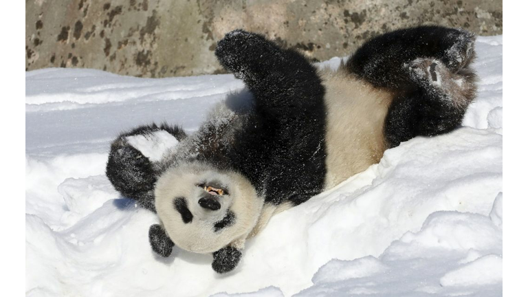 TOPSHOT-FINLAND-ANIMALS-ZOO-PANDA