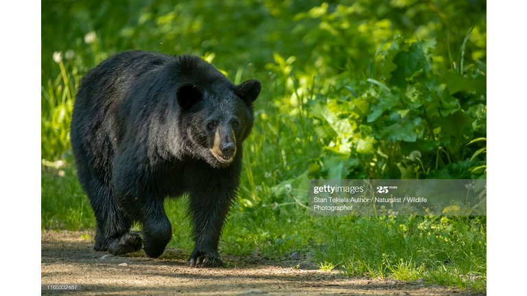 Getty Images 