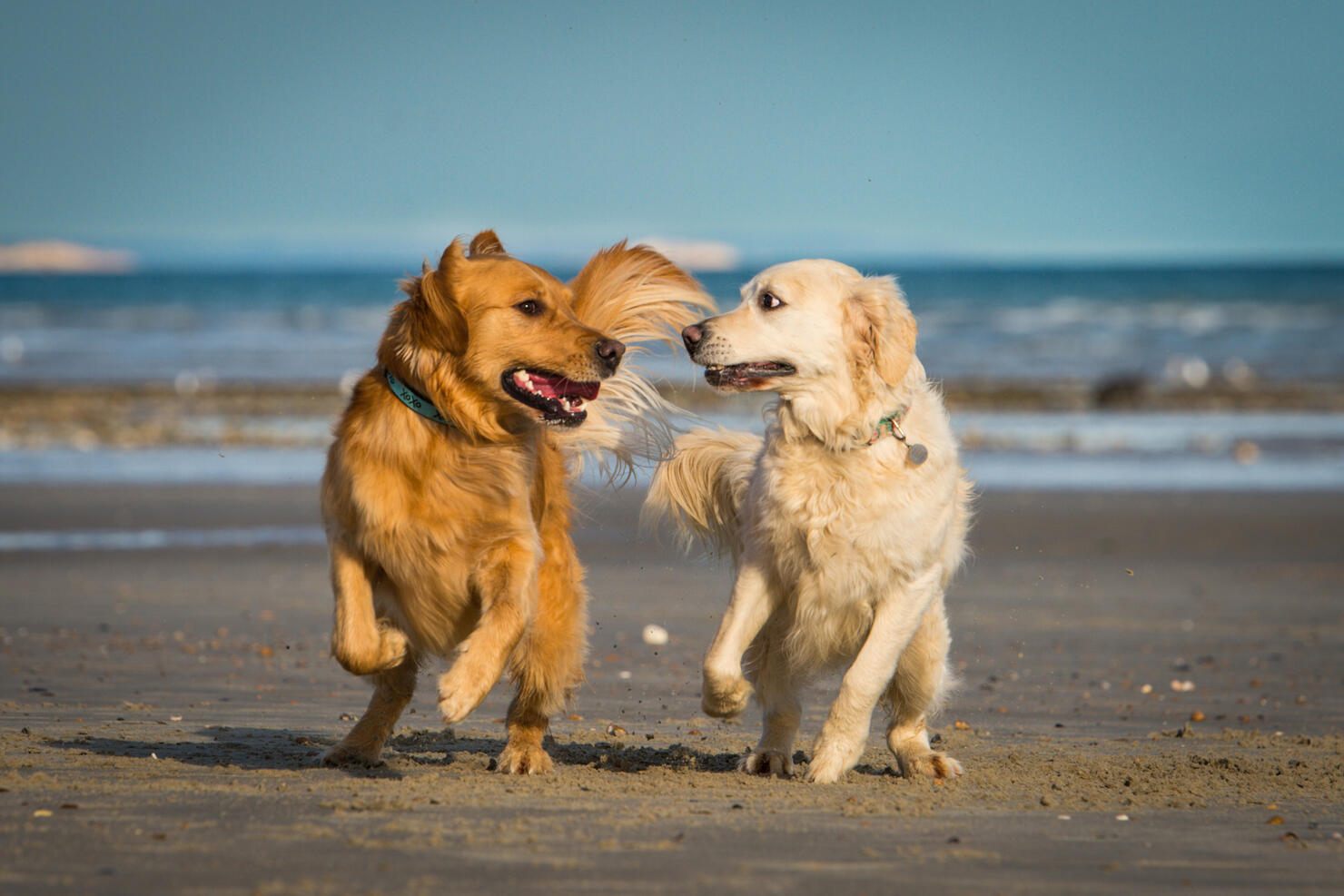 Two dogs running along together on the beach